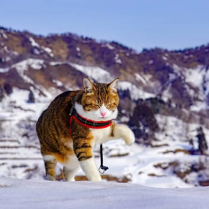 Owner Takes His 2 Cats On His Travels Around Japan And Their Instagram Is Purrfect
