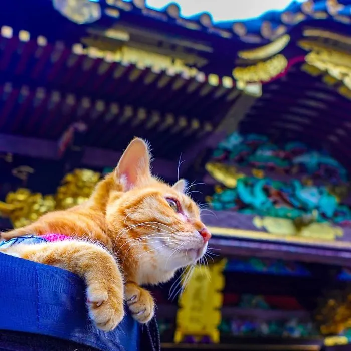 Owner Takes His 2 Cats On His Travels Around Japan And Their Instagram Is Purrfect