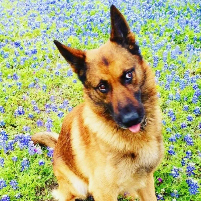 The Texas Bluebonnet Challenge Is Going Viral And Here Are The 30 Best Photos From Police Officers So Far