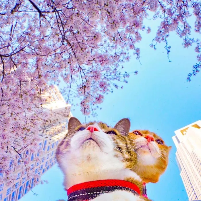 Owner Takes His 2 Cats On His Travels Around Japan And Their Instagram Is Purrfect