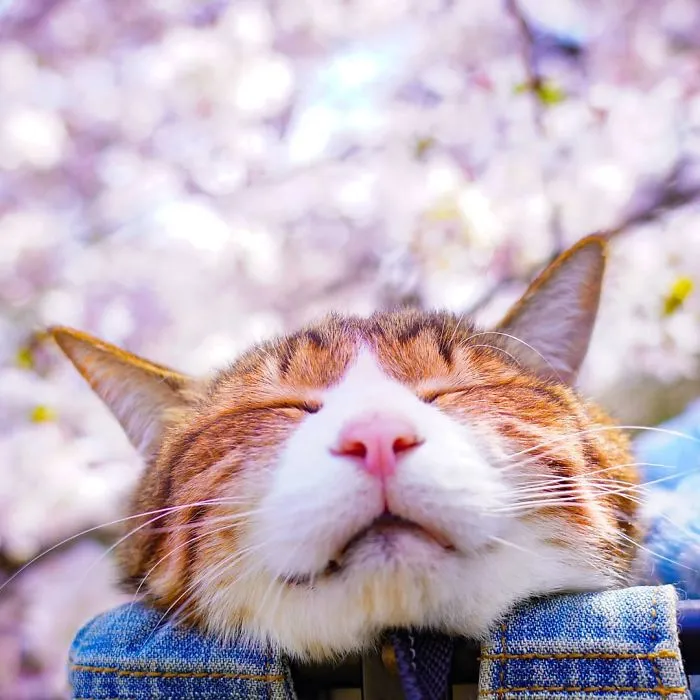 Owner Takes His 2 Cats On His Travels Around Japan And Their Instagram Is Purrfect