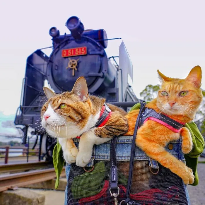 Owner Takes His 2 Cats On His Travels Around Japan And Their Instagram Is Purrfect