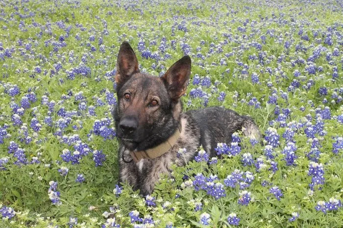 The Texas Bluebonnet Challenge Is Going Viral And Here Are The 30 Best Photos From Police Officers So Far