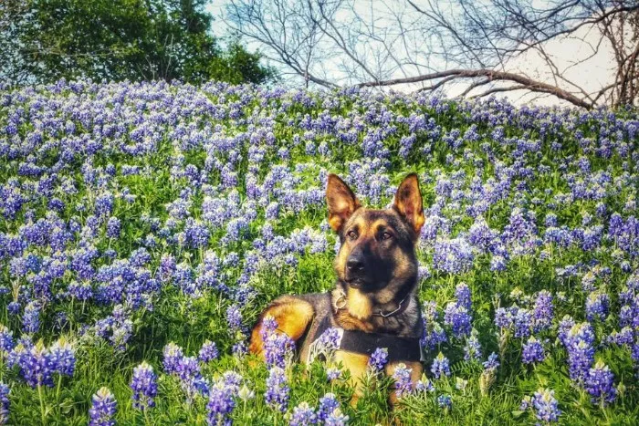 The Texas Bluebonnet Challenge Is Going Viral And Here Are The 30 Best Photos From Police Officers So Far