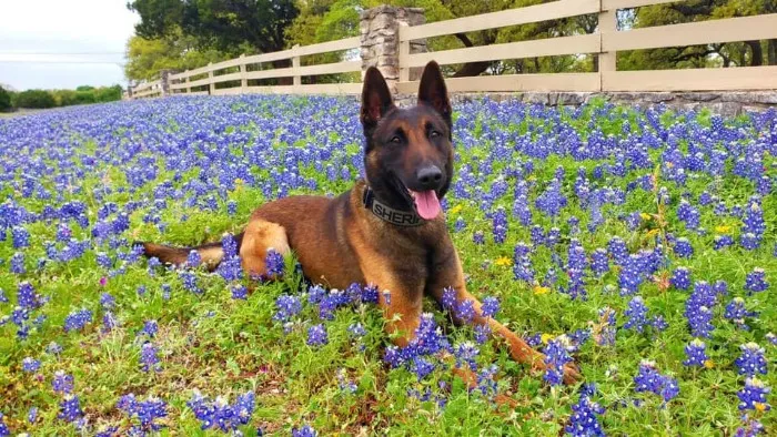 The Texas Bluebonnet Challenge Is Going Viral And Here Are The 30 Best Photos From Police Officers So Far