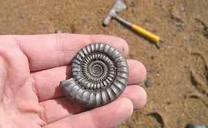 33 Of The Most Interesting Things People Ever Found On The Beach