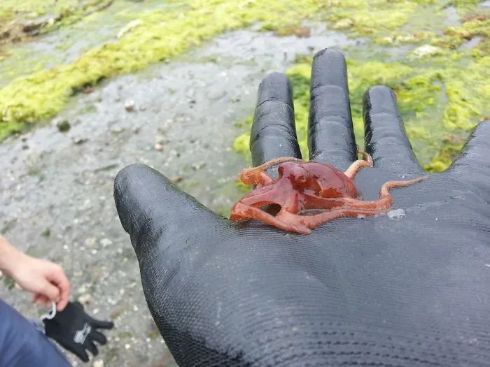 Lo encontré mientras trabajaba en la playa. En 2 años medirá 4 metros