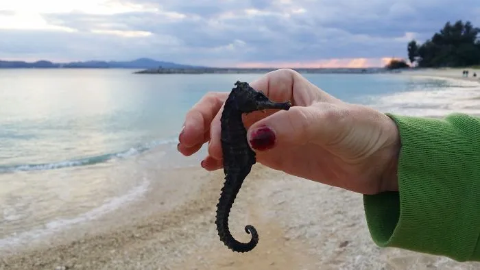 Caballito de mar desecado