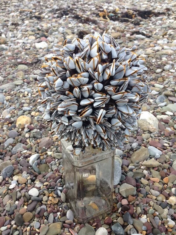 Encontrado en la playa al sur de Irlanda