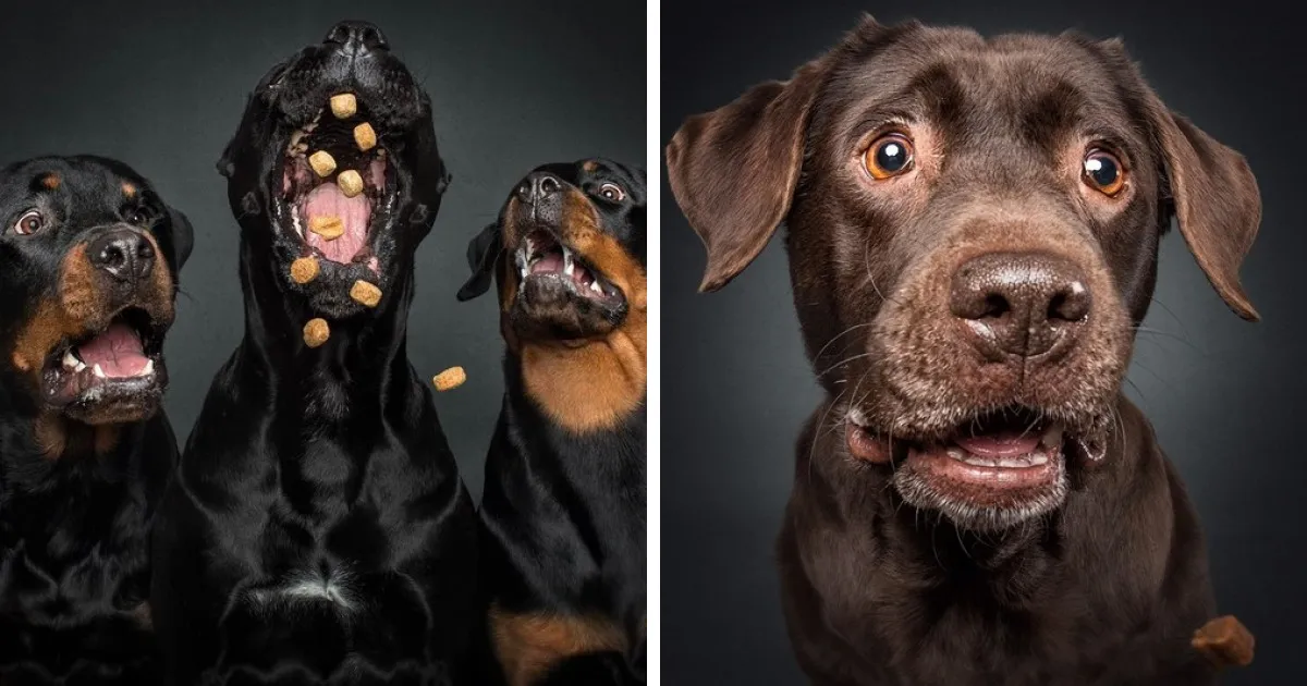 Divertidas expresiones de perros intentando atrapar comida al vuelo (Nuevas imágenes)