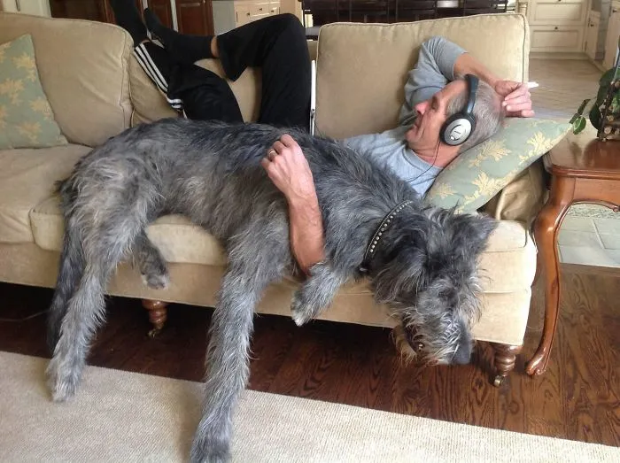My Dad, Who Always Complains About The Dogs
