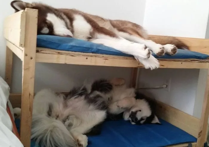 Cómo mantenerlos fuera de tu cama