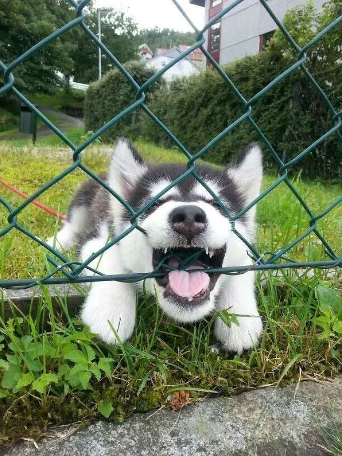 My Girlfriend's Brother Got A New Dog