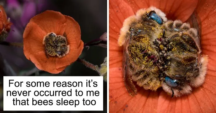 Turns Out, There’s A Bee Species That Sleep In Flowers And It’s As Cute As It Sounds