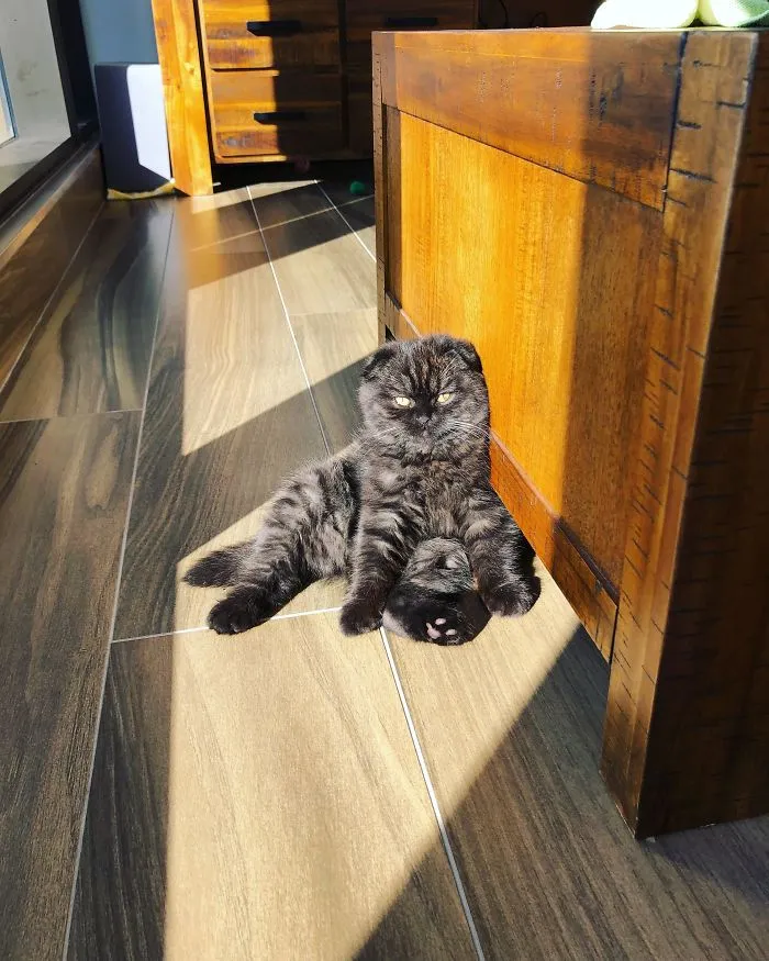 Our 12-Week-Old Scottish Fold, Potato