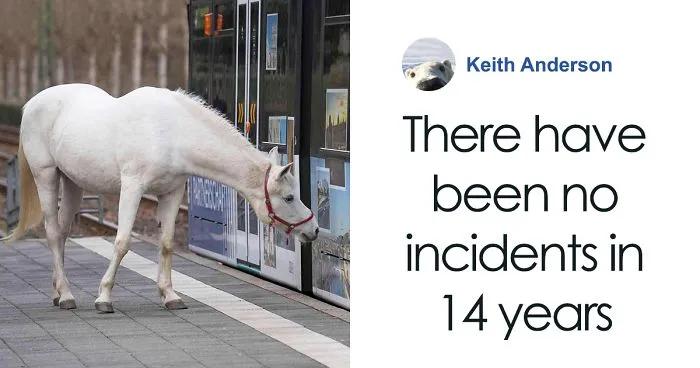Horse Goes On A Walk Alone Every Day For 14 Years, Receives Pets And Treats From Residents