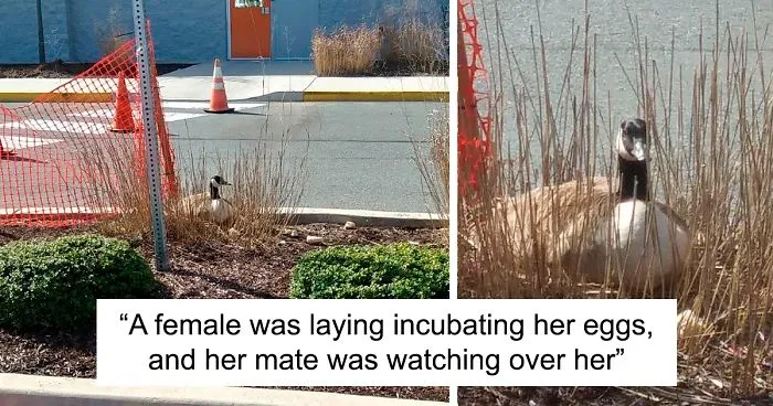 After This Geese Family Decided To Lay Eggs In Walmart's Parking Lot, The Employees Put Traffic Cones To Protect The Family