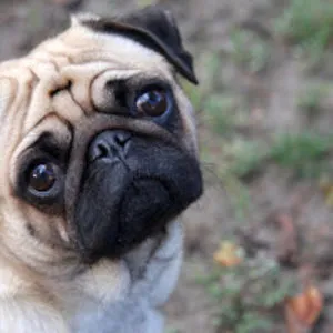 Kirah Bettis