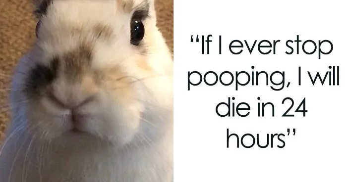 Bunny Owner Explains Why You Shouldn't Get One Before Easter