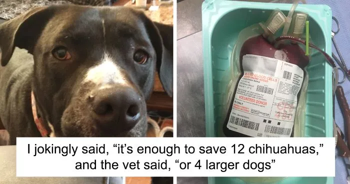Today My Dog Donated Blood And I Took A Few Photos To Show How Easy It Is