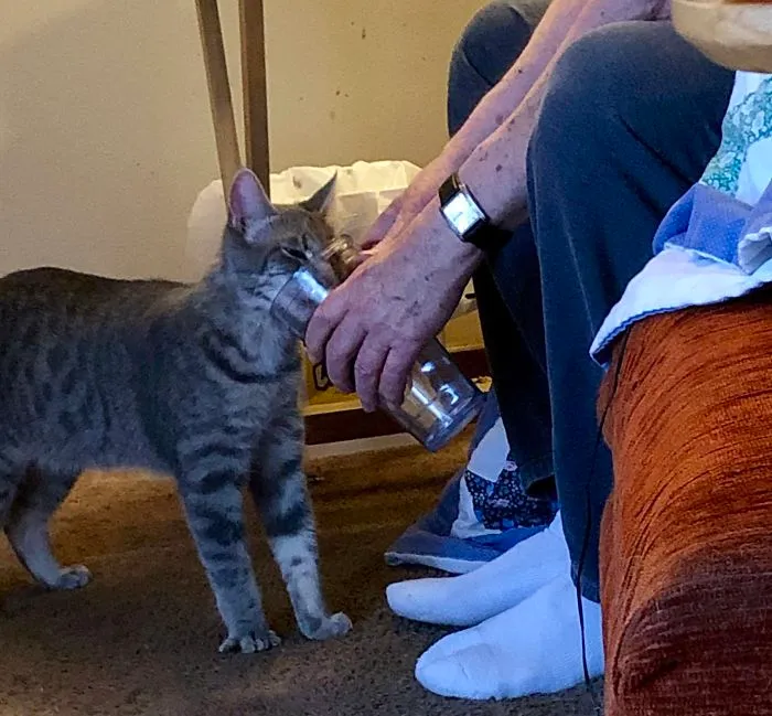 El gato rescatado de mi padre no fue destetado apropiadamente. Así que solo bebe agua si mi padre le sostiene un vaso. Lo hace varias veces al día