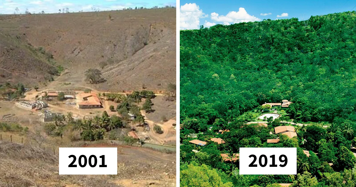 Este fotógrafo y su esposa plantaron 2 millones de árboles en 20 años para restaurar un bosque destruido, y ahora hasta los animales han vuelto