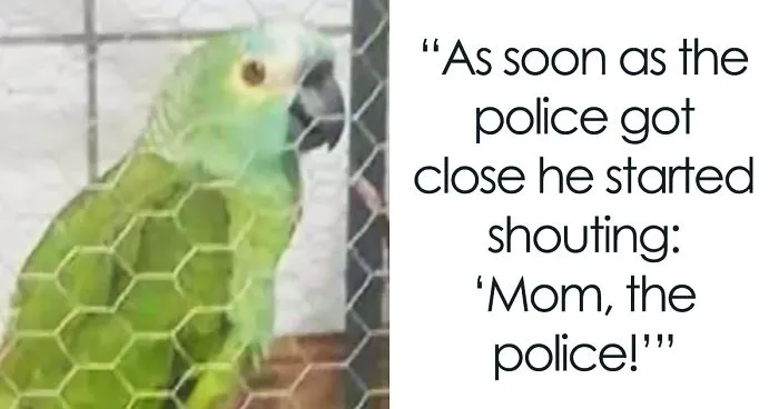 Parrot Goes To 'Jail' After Warning Its Owners About A Police Drug Raid