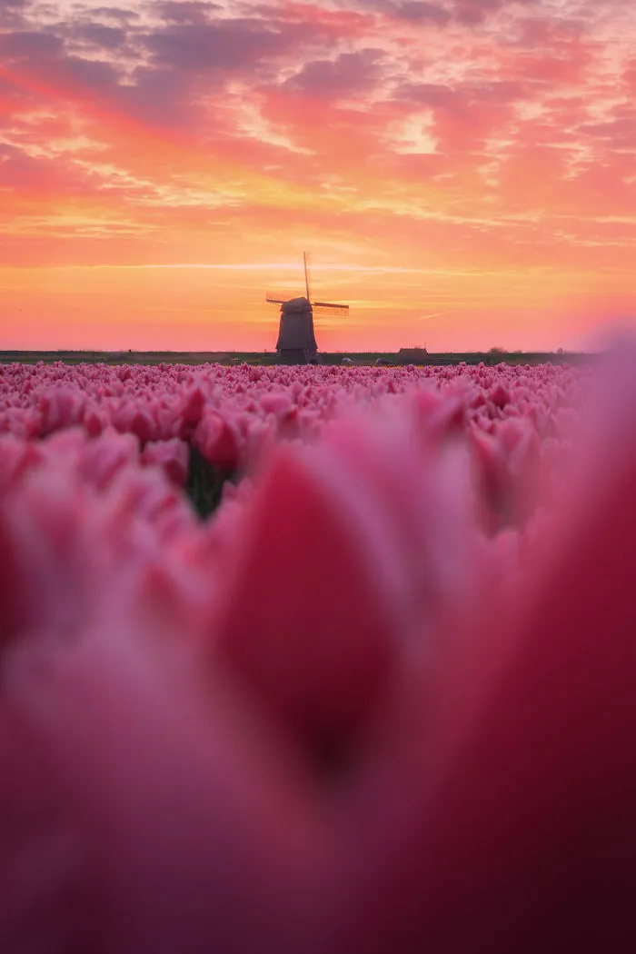 I Capture The Captivating Tulip Fields Of My Beautiful Country