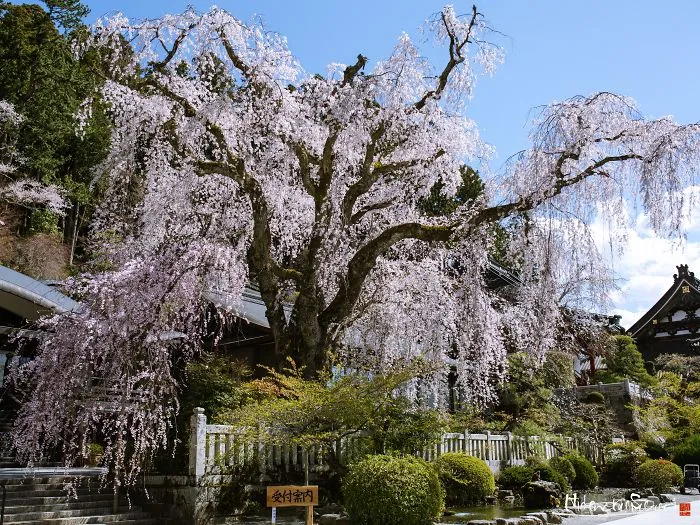 Japan's Oldest Cherry Tree
