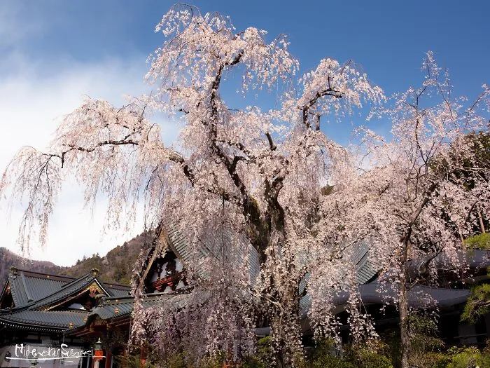 Japan's Oldest Cherry Tree