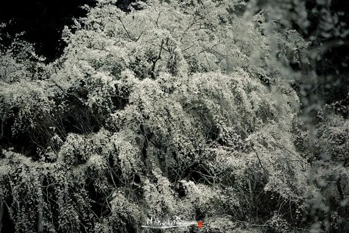 Japan's Oldest Cherry Tree