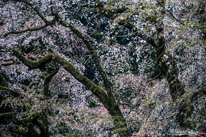 Japan's Oldest Cherry Tree