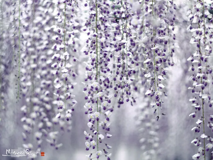I Photographed The Cool Wisteria