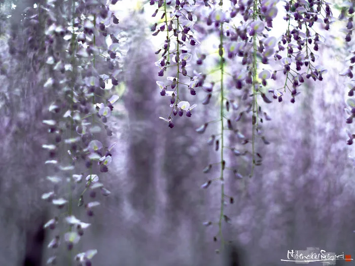I Photographed The Cool Wisteria