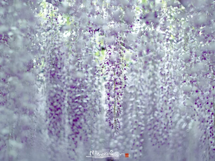 I Photographed The Cool Wisteria