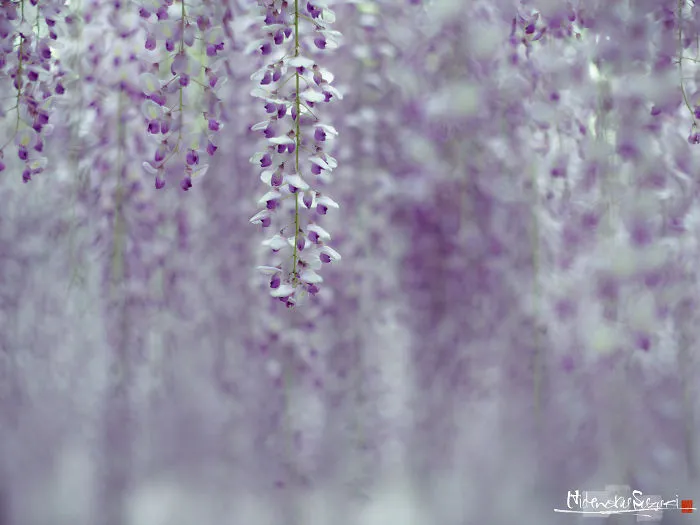 I Photographed The Cool Wisteria