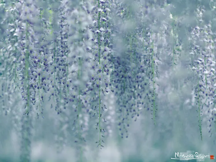 I Photographed The Cool Wisteria