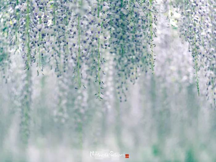 I Photographed The Cool Wisteria