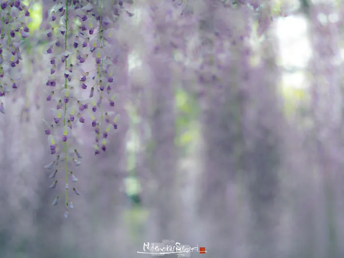I Photographed The Cool Wisteria