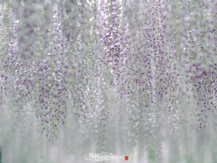 I Photographed The Cool Wisteria