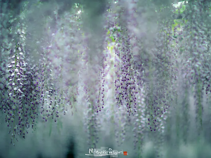 I Photographed The Cool Wisteria