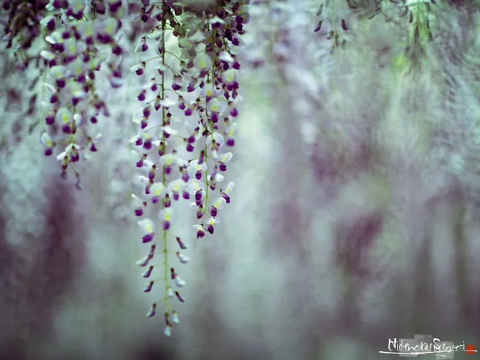 I Photographed The Cool Wisteria