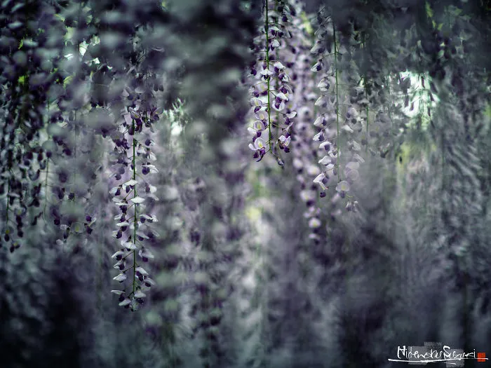 I Photographed The Cool Wisteria