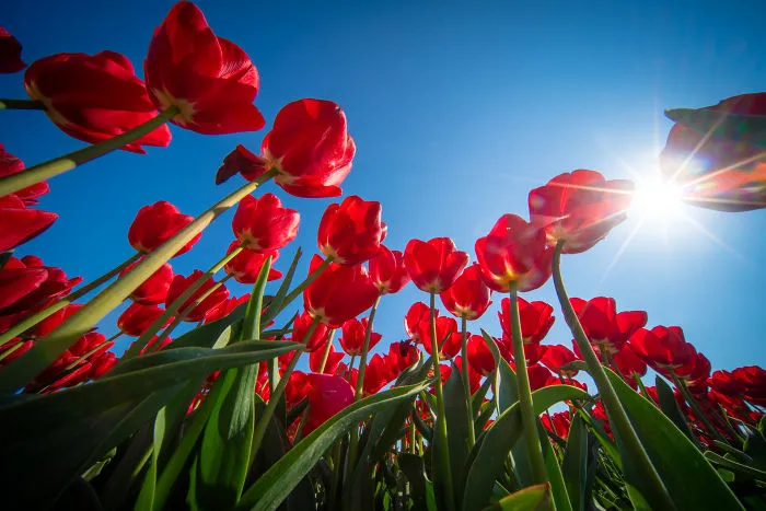 I Capture The Captivating Tulip Fields Of My Beautiful Country