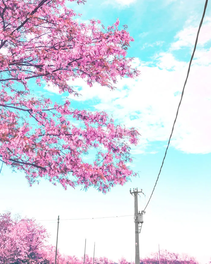 Here's How The World Would Look Like If It Was All Pink