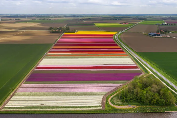 I Capture The Captivating Tulip Fields Of My Beautiful Country