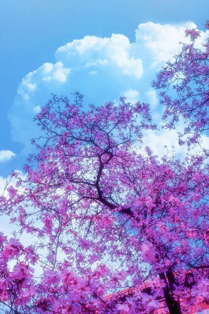 Here's How The World Would Look Like If It Was All Pink