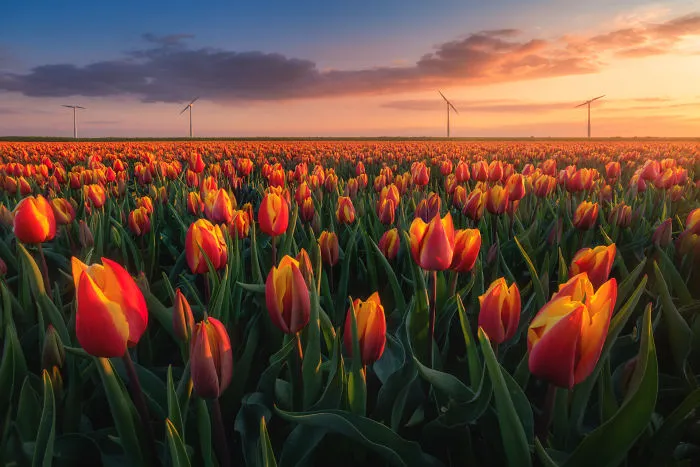 I Capture The Captivating Tulip Fields Of My Beautiful Country