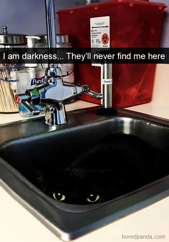 40 Hilarious Cat Snapchats That Will Leave You With The Biggest Smile (New Pics)