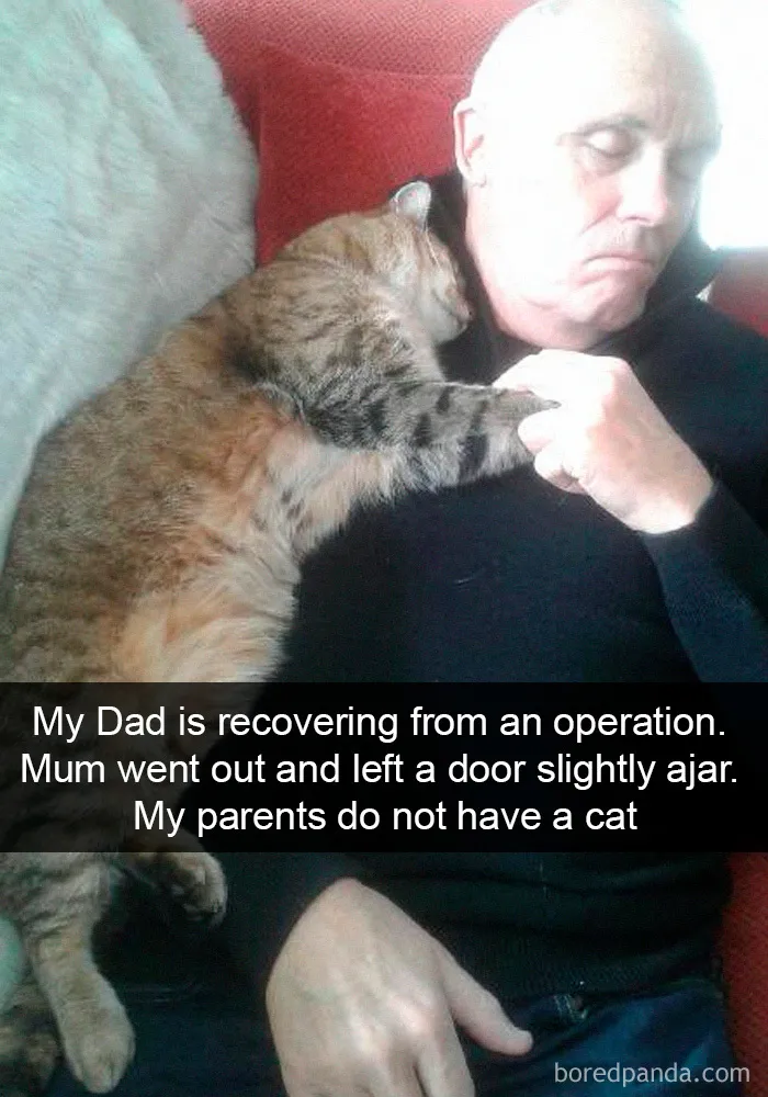 40 Hilarious Cat Snapchats That Will Leave You With The Biggest Smile (New Pics)
